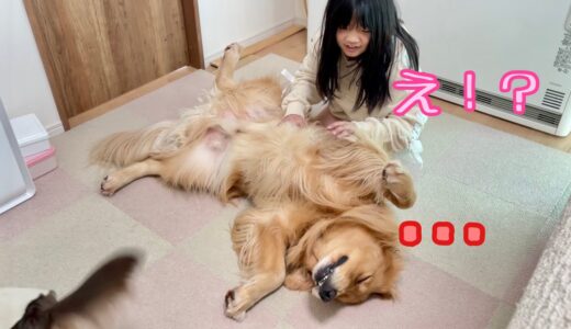 娘もビックリ❗️呼び掛けてもピクリとも動かない大型犬クッキーに騙された！【ゴールデンレトリバーとミニチュアダックスフンド】