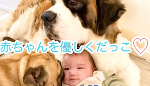 【超大型犬】セントバーナードのてんてんが3ヶ月の赤ちゃんを優しくだっこ♡