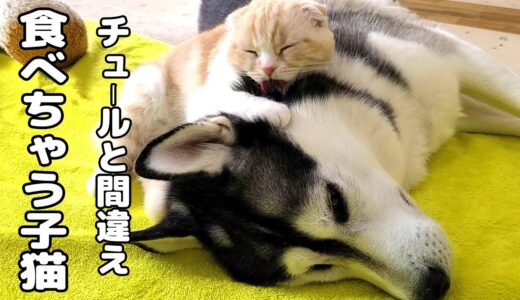 寝ぼけてハスキー犬を食べちゃう子猫がこちら…笑