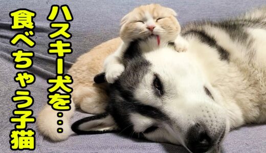 ハスキー犬のことが大好きすぎて食べちゃう子猫がこちら...笑