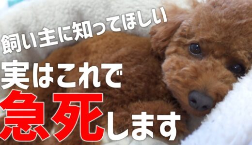 飼い主の多くが知らない犬が死んでしまう出来事