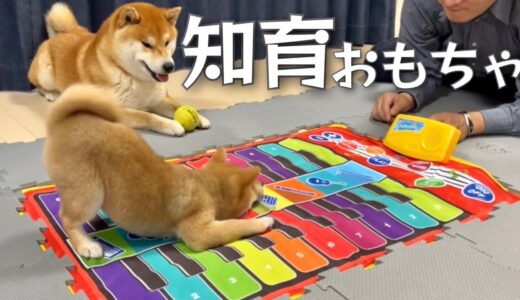 ピアノマットを与えてみたら柴犬は興奮し豆柴は威嚇