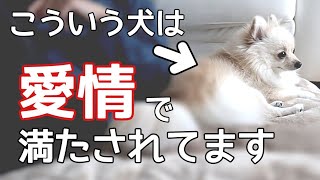 多くの飼い主さんが勘違いしてる愛されてる犬の共通点【犬の飼い主】