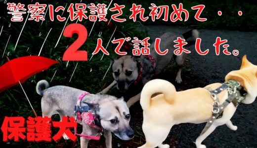 警察官に咬みついた保護犬のその後。ママの新事実に、お父さんが驚愕した・・