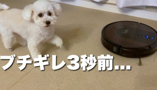 我が家に来たお手伝いさんへ威嚇しまくる犬が勇敢過ぎた、、【Anker】【Eufy RoboVac G30 Hybrid】【ロボット掃除機】