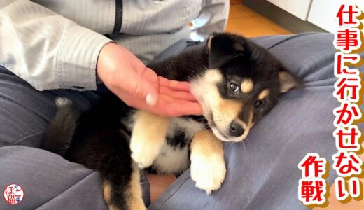 【子犬　保護犬】仕事に行きたくなくなるお父さん