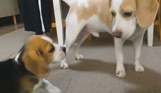 【ビーグル犬】そばとブリ。ビーグル犬２匹は仲良くやっていけるのか。