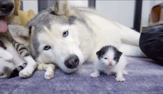 赤ちゃん猫から１秒でも離れたくないハスキー犬