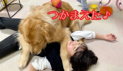 大好きな姉を独り占めして喜ぶ大型犬クッキー【ゴールデンレトリバーとミニチュアダックスフンド】