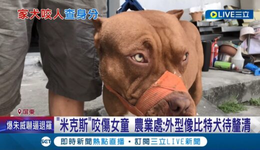 這米克斯長得太像比特犬了吧! “米克斯”咬傷女童 農業處:外型像比特犬待釐清 遭狗咬傷飽受驚嚇 女童身上10多處傷痕│記者 賴碧香 朱俊傑│【LIVE大現場】20220404│三立新聞台