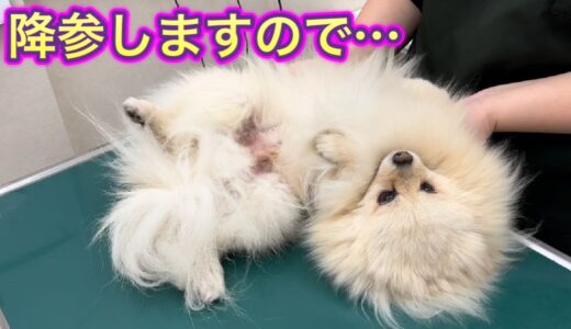 なんとか注射をまぬがれたいポメ犬が可愛すぎました。