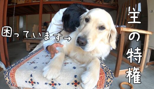 【主の特権】犬は大迷惑。分かっております。