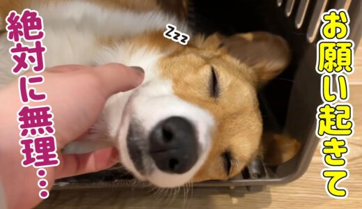 眠くて眠くてクレートから出てこれないコーギー