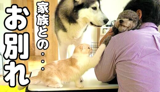 家族とお別れしたくない子猫とハスキー犬が寂しくて玄関で泣いてました…