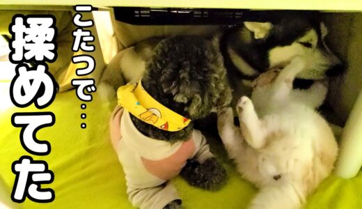 こたつの中のぞいたら子猫とハスキー犬達が揉めてた。