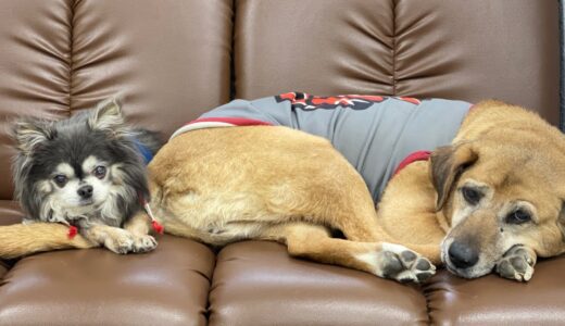 らっちゃん、遂に！！！犬種を超える。