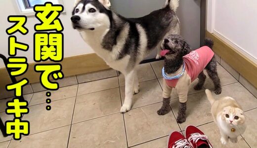 甘えん坊子猫とハスキー犬達が行くな！と通せんぼするので今日は仕事をサボります...笑