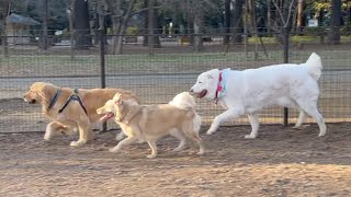 【初見】超大型犬グレートピレニーズが本当に大きかった！