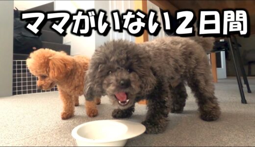 パパと犬の留守番の様子がツッコミどころ満載だった