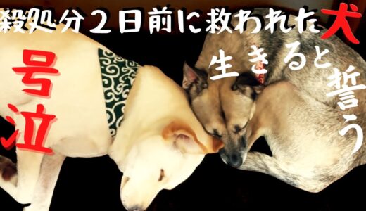 【過酷】保護犬の妹を迎えた6ヶ月！兄犬と健気に一歩ずつ歩んできた姿に涙