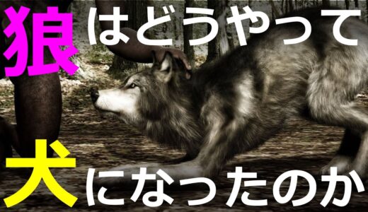 【ゆっくり解説】全ての犬とニホンオオカミは同じオオカミから進化した～今年発表された新たな研究成果、永久凍土から発見された仔犬の謎について～