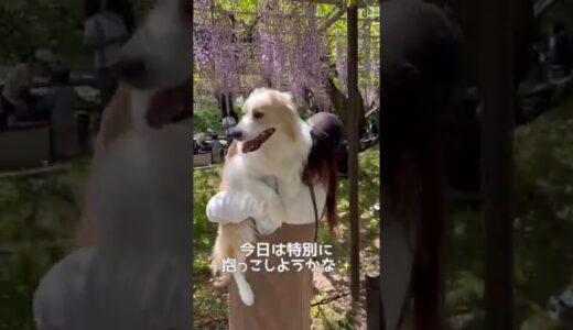 人間の赤ちゃんをみて真似したがる犬【ボーダーコリー】#shorts