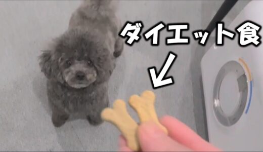 肥満犬をダイエットした結果!!!