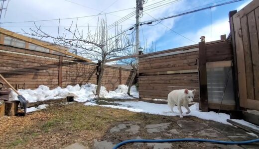 北海道の春、山小屋、犬と過ごす日常。