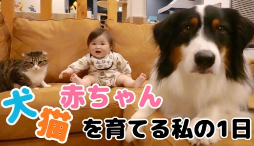 赤ちゃんと犬と猫を育てながら、どうやって生活しているのか