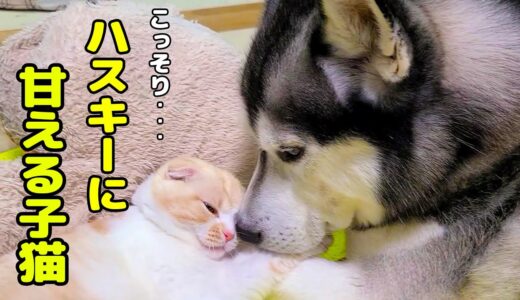 夜中に寝ぼけながらハスキー犬に甘えてくる子猫がかわいすぎた笑