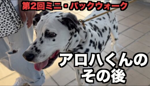 犬に慣れてなかったあの子はどうしてるかな？