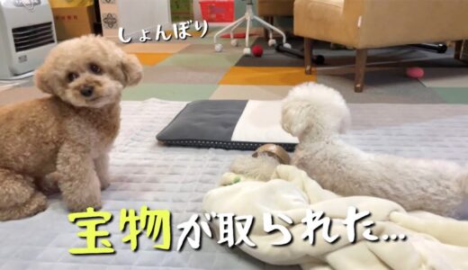 あの手この手で取り返そうとする犬が可愛すぎるww