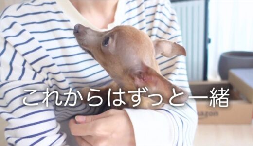 【傷だらけの保護犬】怯えきった小さい子鹿犬との出逢い／ずっと一緒だと誓った日【ミニピン】