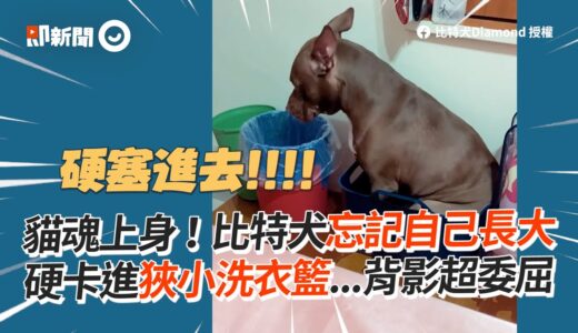 比特犬忘記自己長大？硬坐進狹小洗衣籃…背影超委屈｜狗身貓魂｜寵物狗｜搞笑