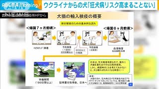 ウクライナから避難の犬「狂犬病のリスク増すことない」(2022年4月21日)