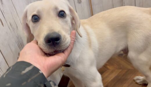 【保護犬】天使すぎるラブラドールの子犬と出会った【心臓病】