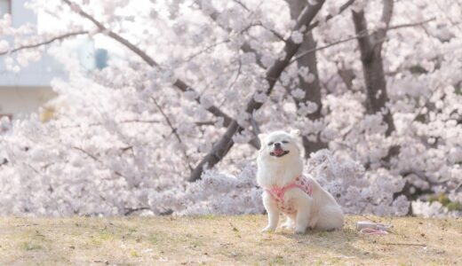 犬が笑顔になれる神戸の施設へ行ってきた！！