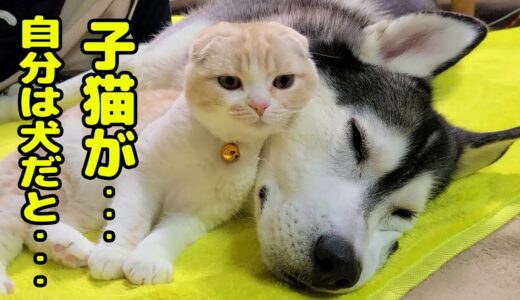 ハスキー犬を起こしに来て、自分が寝ちゃった子猫がこちら…笑