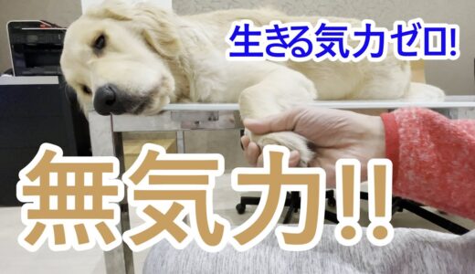 THE無気力な犬！ゴールデンレトリバーティト。