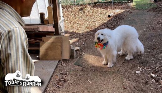 外で遊びたくて犬舎入りを拒否したルンルンです　Great Pyrenees　グレートピレニーズ