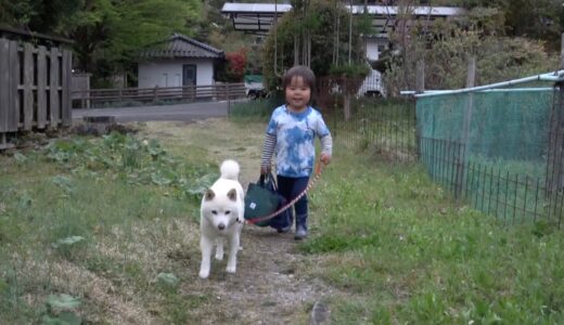 日本一やさしく子供の散歩が出来る犬４