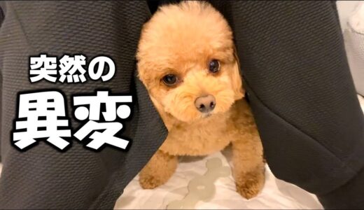 【パパと犬】ある日突然、ウチの犬が変になった（汗）