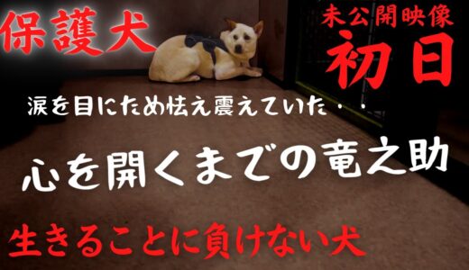 【初日】殺処分に怯えて震えた保護犬の竜之助を迎えた日・・玄関でずっと待ってくれていた涙