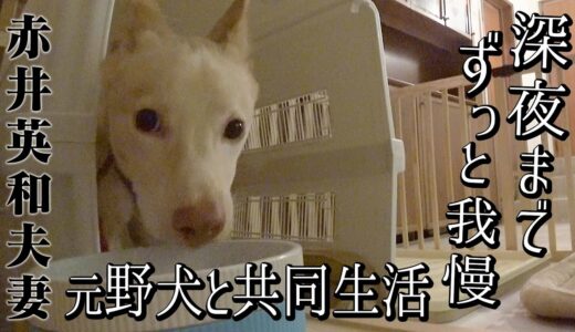 【保護犬】赤井英和ご夫婦と元野犬カマロ、深夜まで、ずっと我慢していたこと【赤井英和夫婦と元野犬の共同生活】