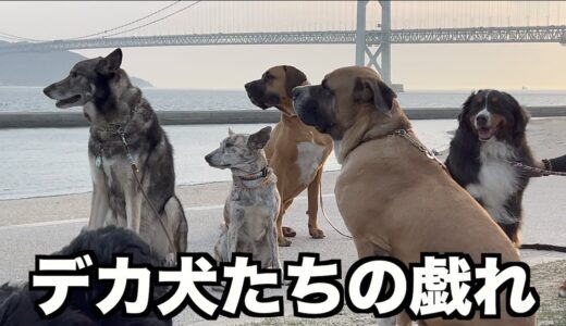 珍しい犬たちと遊んできたよ！