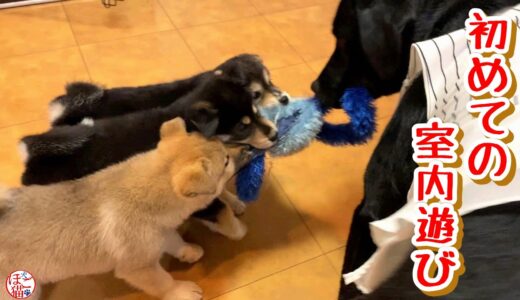 【子犬　保護犬】初めての室内遊び