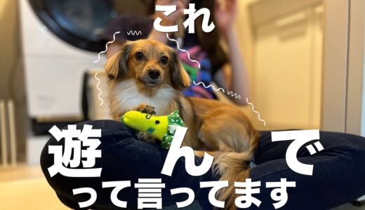 犬がめちゃくちゃ遊んでほしい時に見せる行動