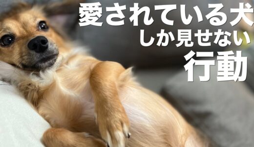 犬が愛で満たされている時しか見せない行動