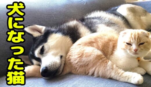 ハスキー犬と子猫が階段の登り方を教えてますが…笑