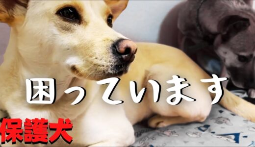 【PTSDトラウマ】保護犬アッチャン「どうしたの？」ある問題に悩んでいます